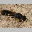 Crabro peltarius - Grabwespe m03 10mm.jpg